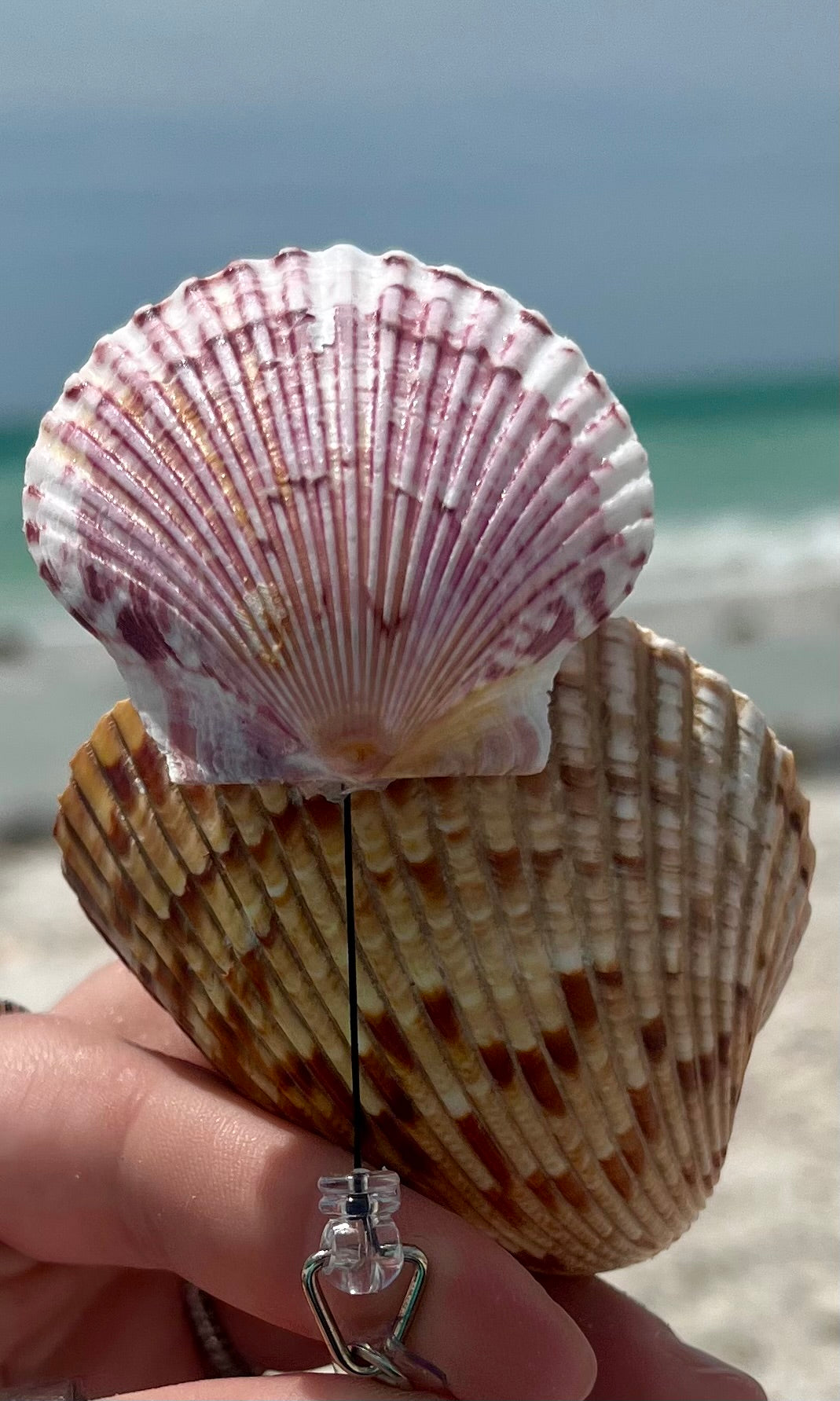 Shell Badge Reel